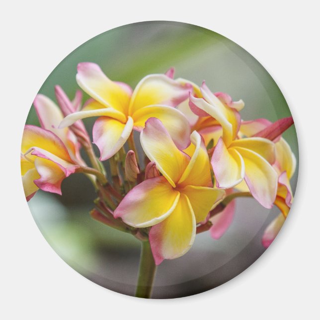 Íman Magnet das Flores de Plumeria Amarelo Havaí (Frente)