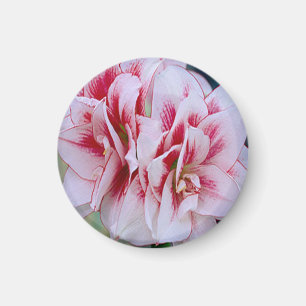 Íman Magnet das flores rosa