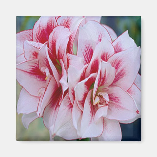 Íman Magnet das flores rosa (Frente)