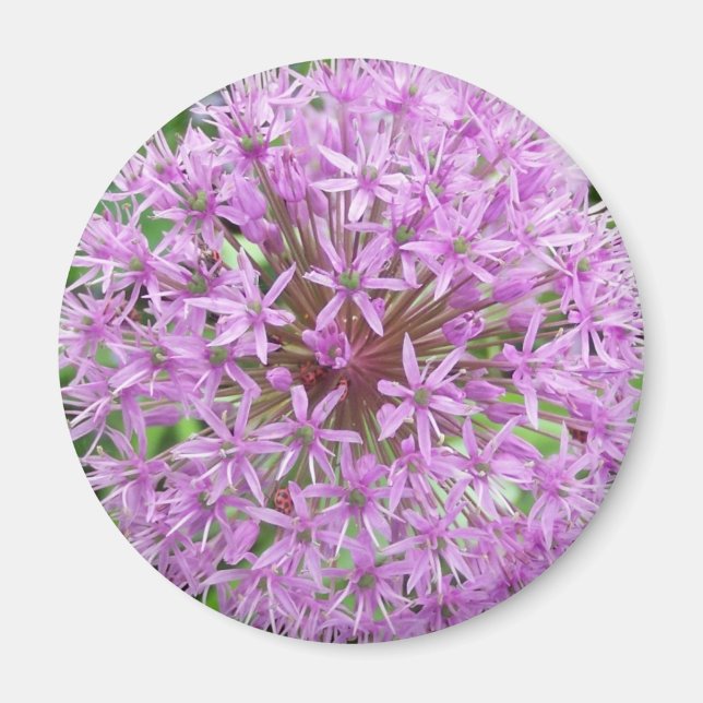 Íman Magnet de Allium Roxo (Frente)