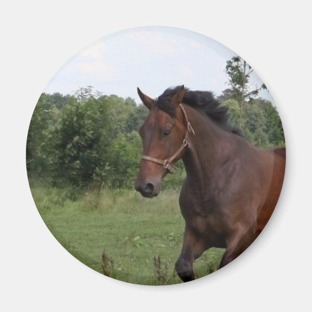Íman Magnet de Bay Horse (Frente)
