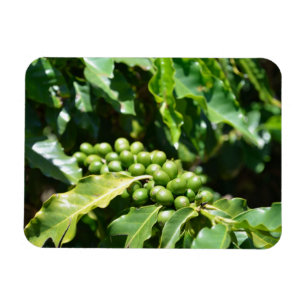 Íman Magnet de Berries de Café Verde
