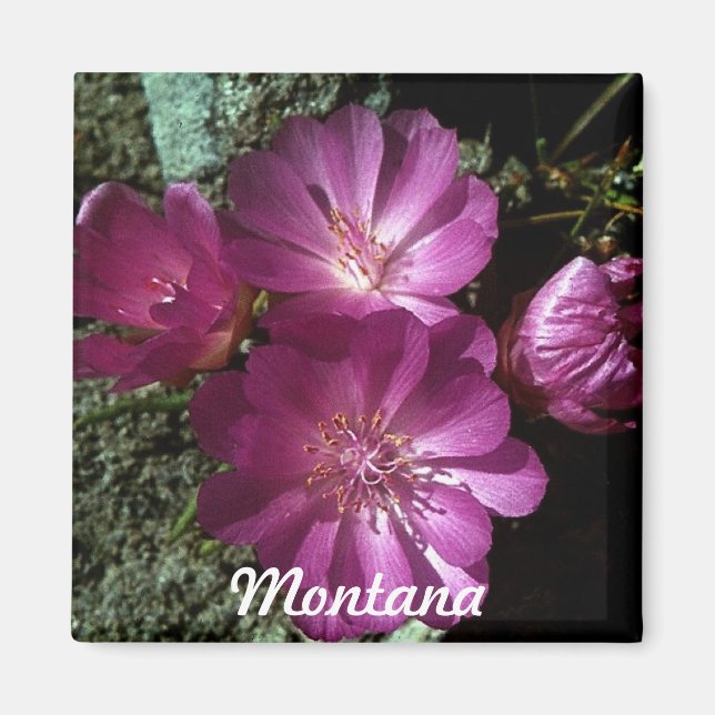 Íman Magnet de Bitterroot da Flor Estatal de Montana (Frente)