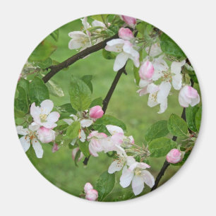 Íman Magnet de Blossomas de Maçã