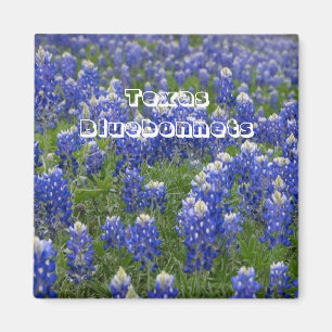 Íman Magnet de Bluebonnets para Flores do Texas