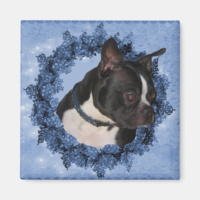 Íman Magnet de Boston Terrier Dog (Frente)