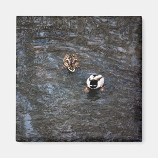 ÍMAN MAGNET DE BUMBUNS DUCK