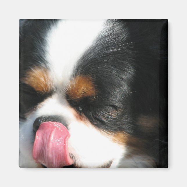 Íman Magnet de Cães Espanhol Cortado Cavalier (Frente)