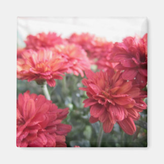 Íman Magnet de Chrysanthemum Bright