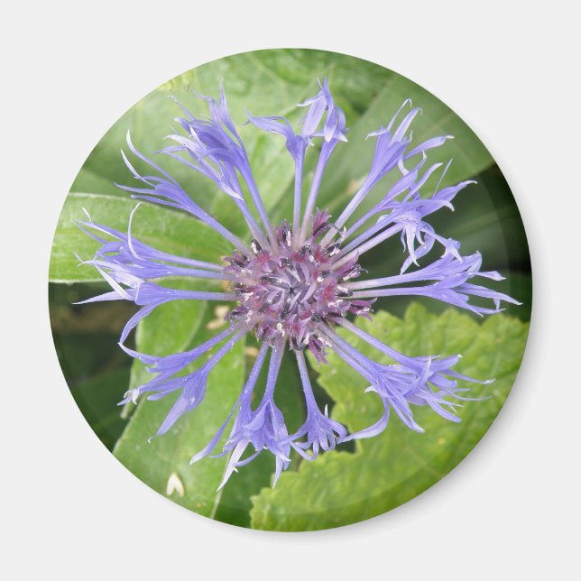 Íman Magnet de Cornflower (Frente)