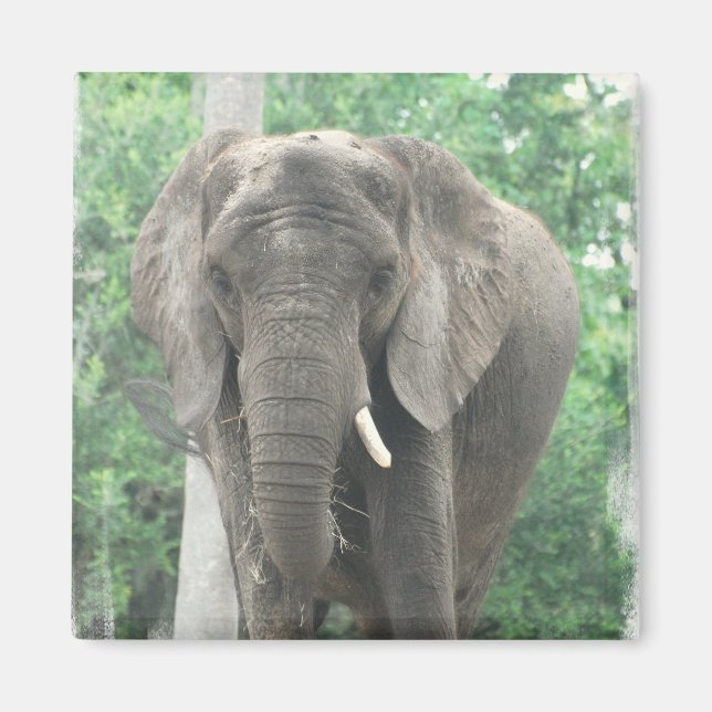 Íman Magnet de Elefante Barrado (Frente)