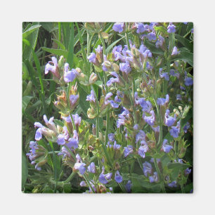Íman Magnet de Flores de Sage Azul