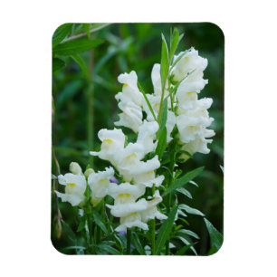 Íman Magnet de Flores de Snapdragon Branco 