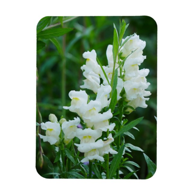 Íman Magnet de Flores de Snapdragon Branco (Vertical)