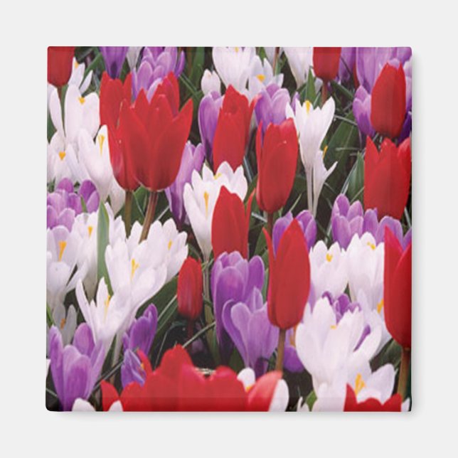 Íman Magnet de Flores de Tulipas Coloridas (Frente)