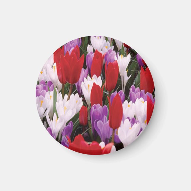 Íman Magnet de Flores de Tulipas Coloridas (Frente)