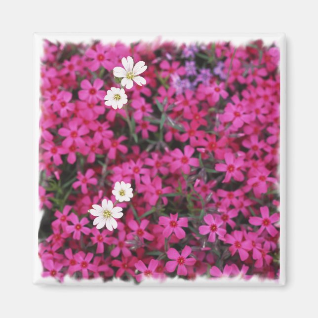 Íman Magnet de Flores Rosa e Branco (Frente)