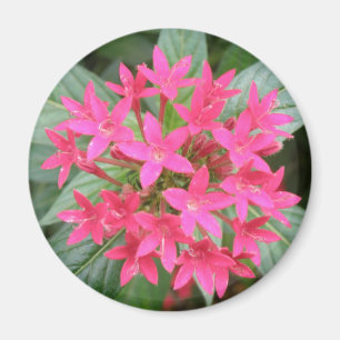 Íman Magnet De Flores Tropicais Cor-De-Rosa Brilhante