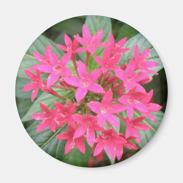 Íman Magnet De Flores Tropicais, Rosa-Brilhante (Frente)
