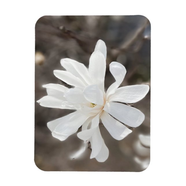 Íman Magnet de Fotografia da Flor Branca (Vertical)