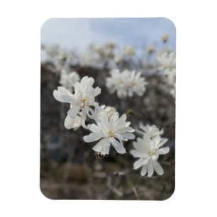 Íman Magnet de Fotografia da Flor Branca