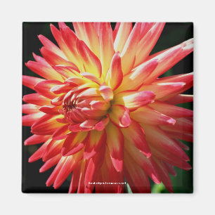 Íman Magnet De Fotografia Da Flor Dahlia Vermelha Vibra