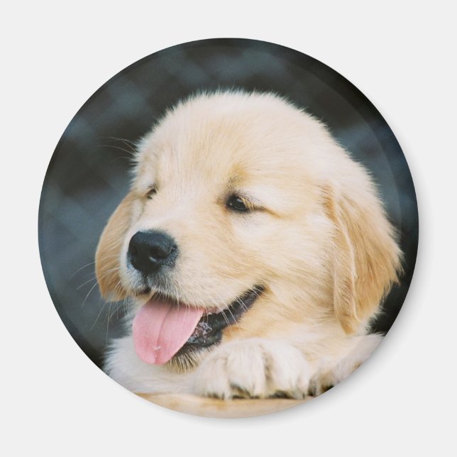 Íman Magnet De Fotografia Do ouro Retriever Puppy (Frente)