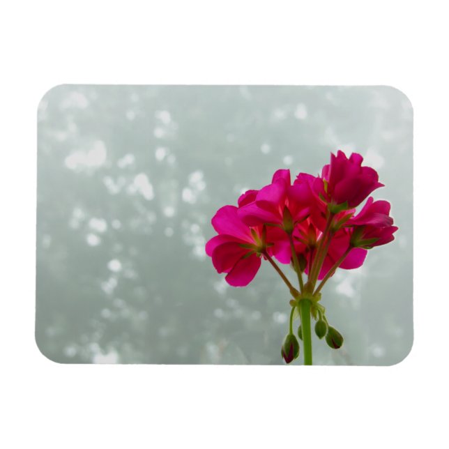 Íman Magnet de Fotografia Geranium rosa (Horizontal)