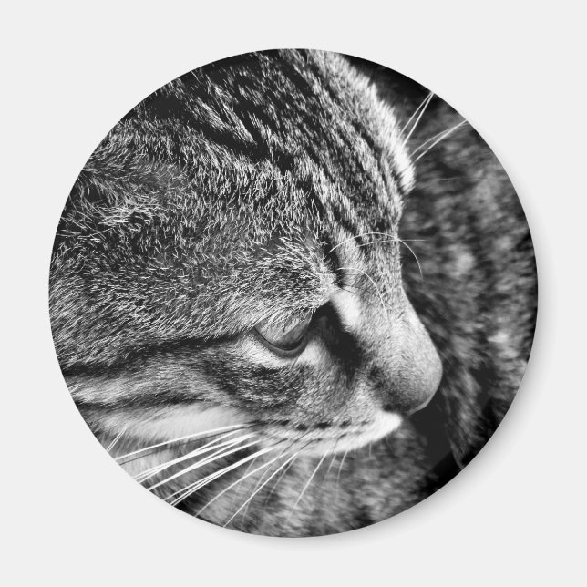Íman Magnet de Fotografias Cat (Frente)