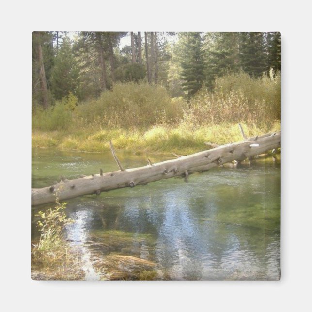 Íman Magnet de Fotografias de Creek em Árvore (Frente)