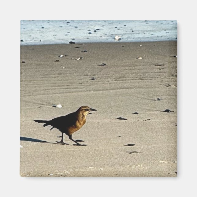 Íman Magnet de Fotografias de Pássaros (Frente)