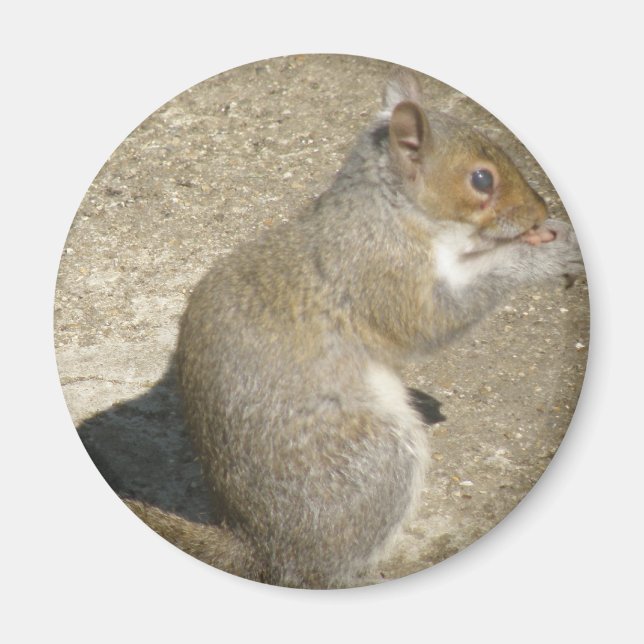 Íman Magnet de Horatio com Fome de Esquilo (Frente)