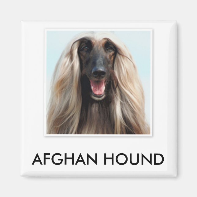 Íman Magnet de Hound Afegão (Frente)