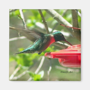 Íman Magnet de Hummingbird