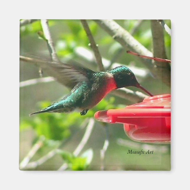 Íman Magnet de Hummingbird (Frente)