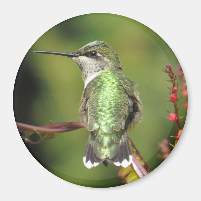Íman Magnet de Hummingbird (Frente)