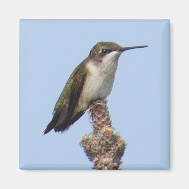 Íman Magnet de Hummingbird (Frente)