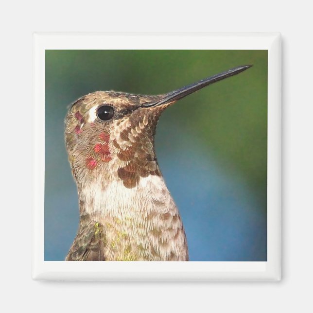 Íman Magnet de Hummingbird (Frente)