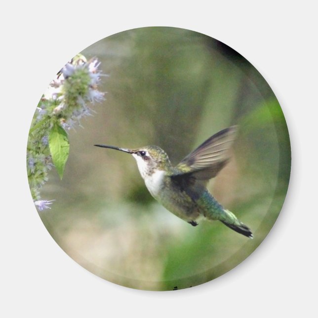 Íman Magnet de Hummingbird (Frente)