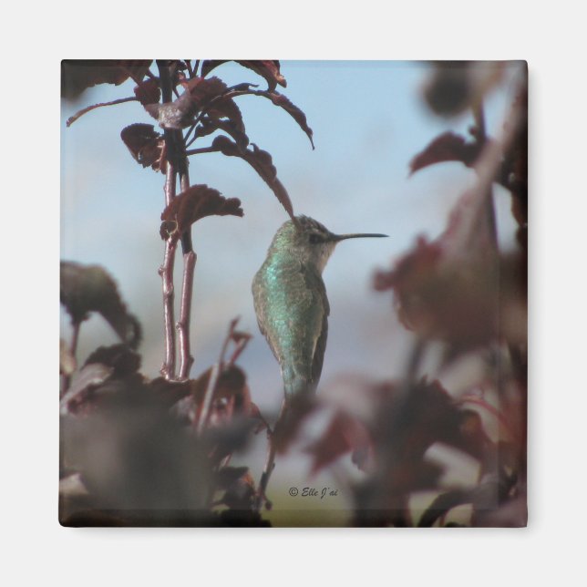 Íman Magnet de Hummingbird (Frente)