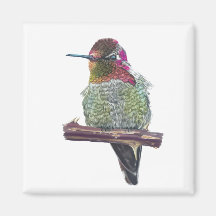 Magnet de Hummingbird de Anna