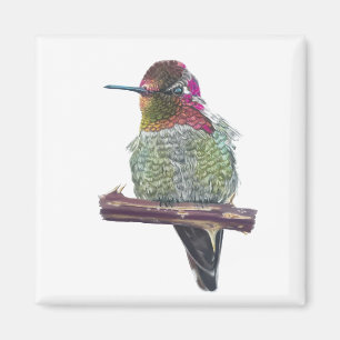 Íman Magnet de Hummingbird de Anna