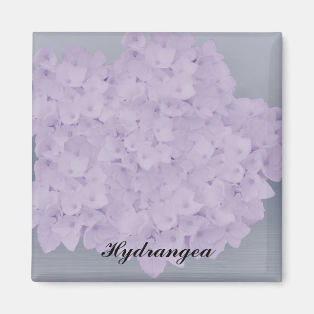 Íman Magnet de Hydrangea Lavanda (Frente)