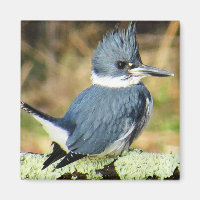 Magnet De Kingfisher Cinturado
