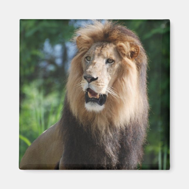 Íman Magnet de Leão Regal (Frente)