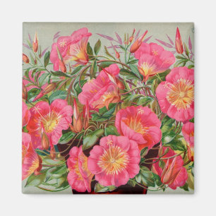 Íman Magnet de Pacotes de Sementes Primrose