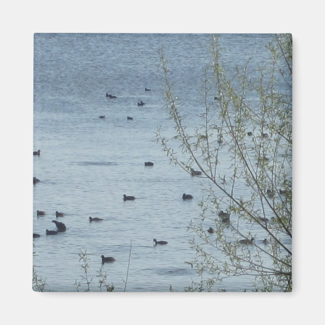 Íman Magnet de Pássaros do Lago (Frente)