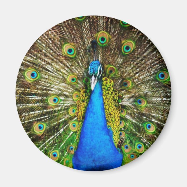 Íman Magnet de Peacock (Frente)