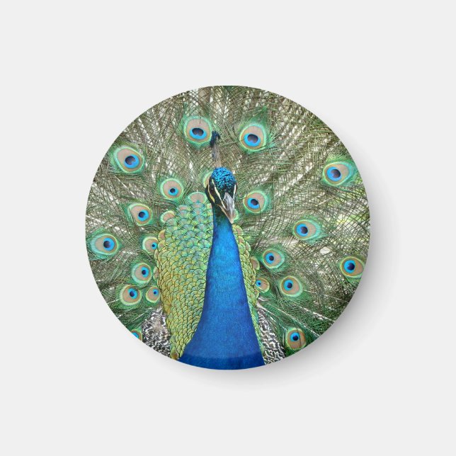 Íman Magnet de Peacock (Frente)