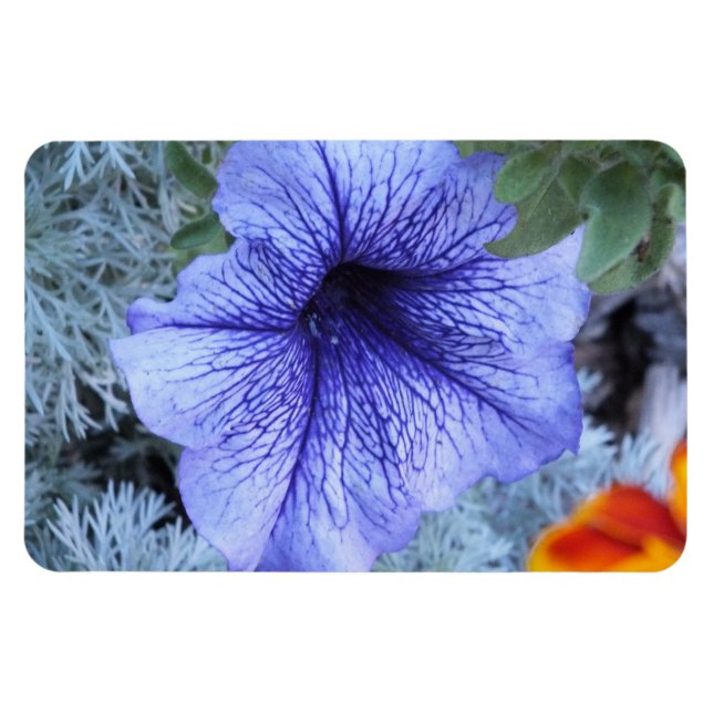 Íman Magnet de Petunia Roxo (Horizontal)